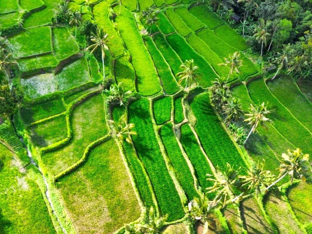 Pondok Is Oke Villa Scenic View Banyuwangi  Zewnętrze zdjęcie